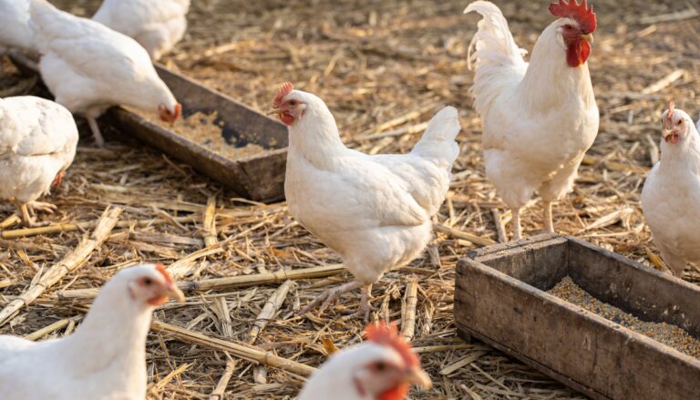 Evaluación del bienestar animal, más allá de las 5 libertades